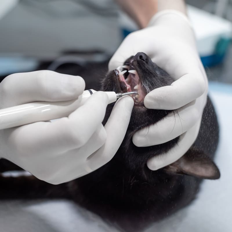 Pet Dental Care in Port Jefferson