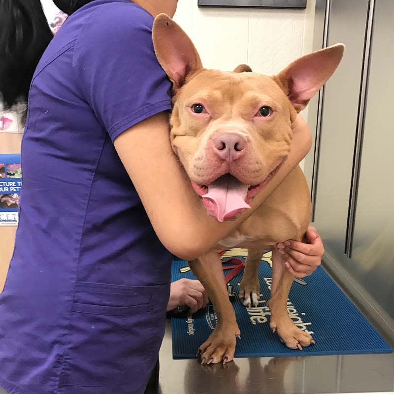 A dog on a routine vet check-up, Cat & Dog Checkups in Port Jefferson