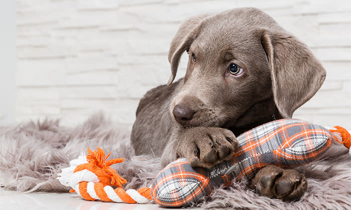 Puppies, Jefferson Animal Hospital