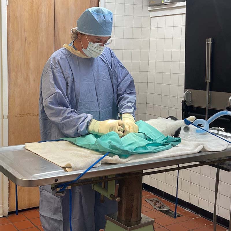Veterinary surgeon performing a pet surgery, Vet Surgery in Port Jefferson